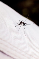Close up view of real mosquito indicating dangerous of Aedes, Malaria and Zika disease
