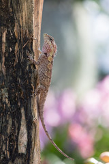 lizard on tree