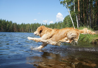 Naklejka na ściany i meble Dog Golden Retriever dives into the forest lake shore with a running, a moment before immersion in water