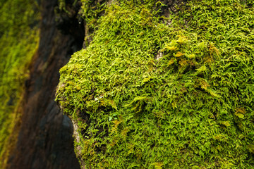 Moss