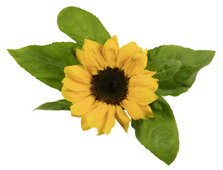 Shiny yellow sunflower with green leaves on white background