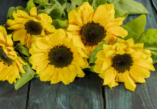 Yellow sunflowers with green leaves on dark texture