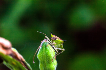Close up view of real marmorated stink bug or known as Halyomorpha halys for insects macro photography commercial