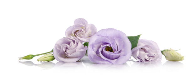 bunch of violet eustoma flowers