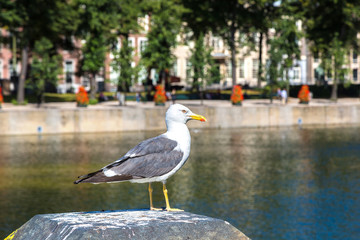 Seagull in Hague