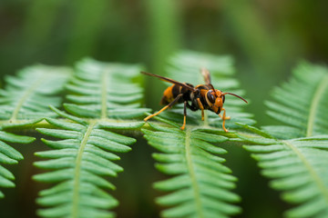 Wasp