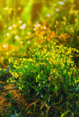 Yellow And Green Floral Background