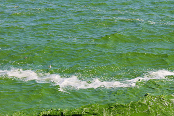 Blooming green water. Green algae polluted river