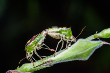 Close up view of real marmorated stink bug or known as Halyomorpha halys for insects macro photography commercial