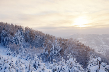 Winter sunset snow mountain slope with frosty pines on the background of taiga forest and hills under colorful clouds and low sun