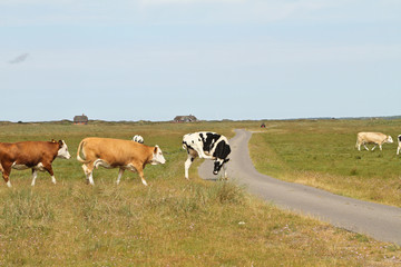 Cows in a Danish landscapes in the summer