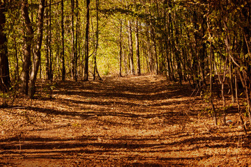 Green forest on a sunny day