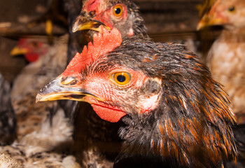 Hens in cages