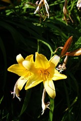 liliowiec ogrodowy
