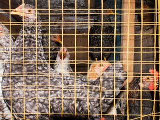 Hens in cages