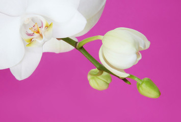White blooming orchid flower. Closeup view.