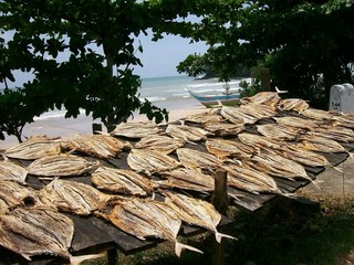 Sale of dried fishes to weligama from Sri-Lanka