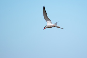 Seagull in the sky