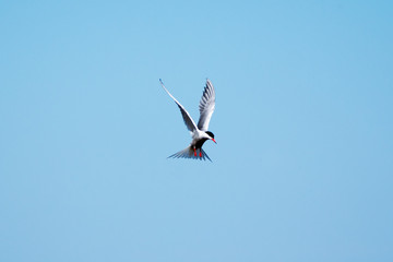 Seagull in the sky