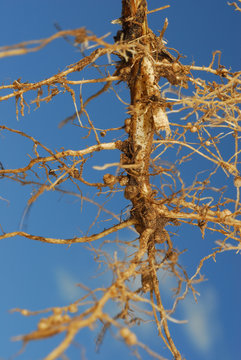 raices de soja con nodulos o nodos