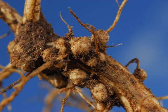 raices de soja con nodulos o nodos
