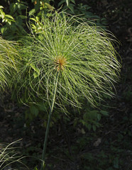 Cyperus Papyrus 1