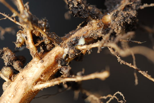 raices de soja con nodulos o nodos