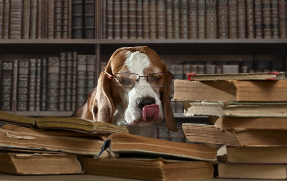 The very smart dog studying old books in library