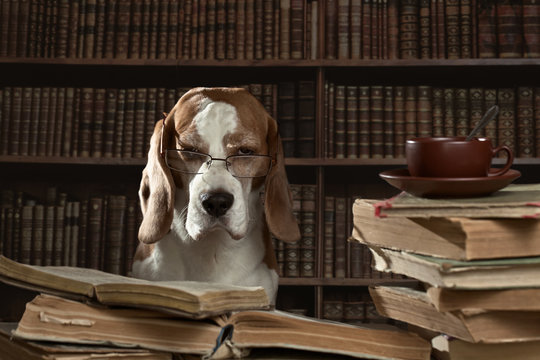 The very smart dog studying old books in library