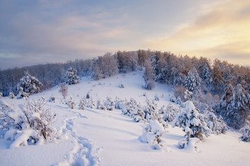 Path trail on winter sunset white snow field with small frosty pines on top of mountain on the background of taiga forest and hills under colorful clouds Altai Mountains, Siberia, Russia