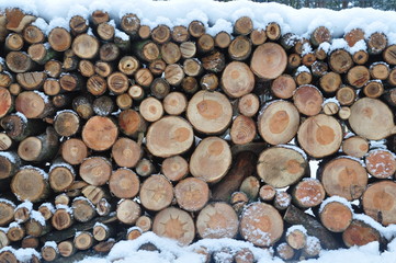 geschlagenes Holz