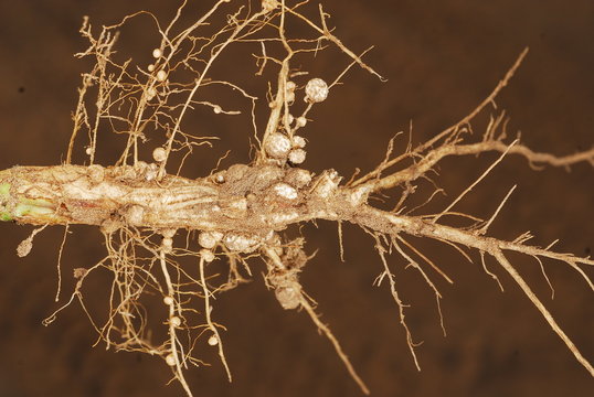raices de soja con nodulos o nodos