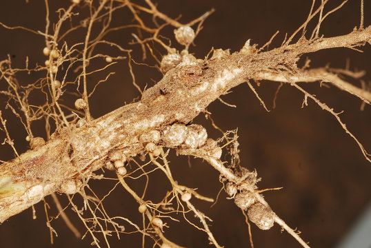 raices de soja con nodulos o nodos