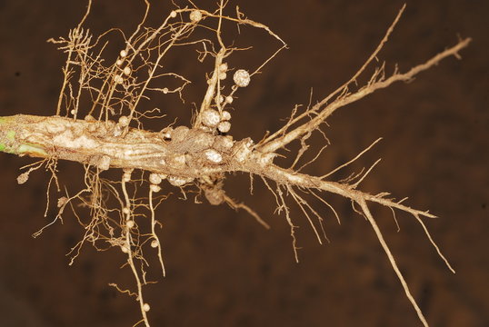 raices de soja con nodulos o nodos