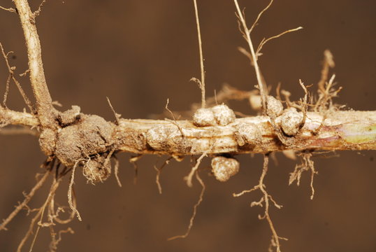 raices de soja con nodulos o nodos