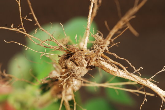 raices de soja con nodulos o nodos