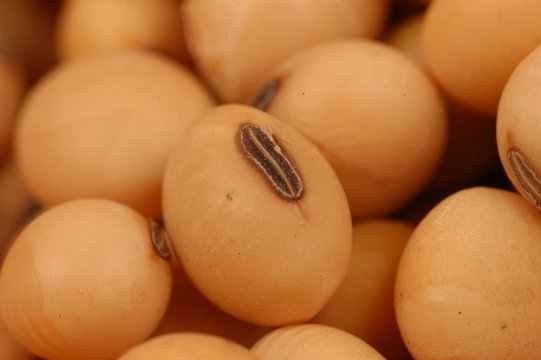 semillas de soja