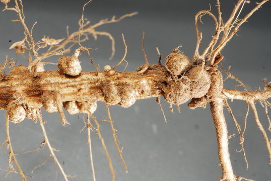 raices de soja con nodulos o nodos