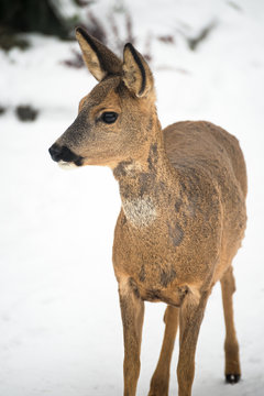 Portrait von einem wilden Reh im Winter