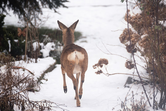 wildes Reh im Garten auf der Flucht