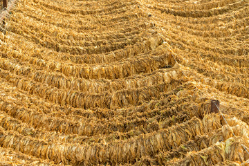 Traditional harvested tobacco leaves drying in blurred vignette. Pieria, Greece.
