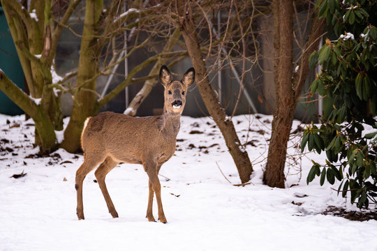 wildes Reh im winterlichen Garten