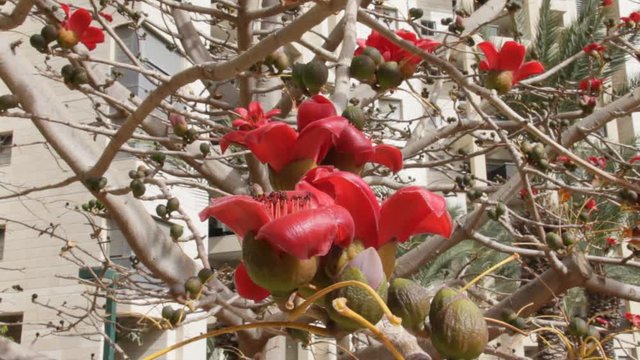 Bombax. Blossoms of the Red Silk Cotton Tree