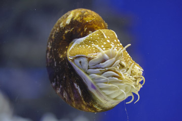 Nautilus in the water close up
