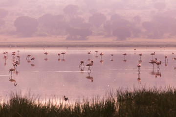 Flamingos in Africa