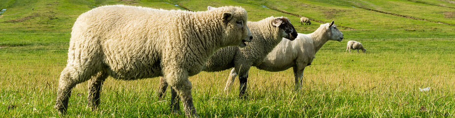 Panorama Schafe auf dem Deich