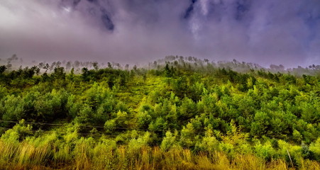 Obraz premium pine forest with mist