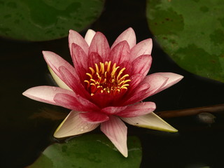 Lotus flower