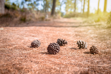 soft focus Pine cones in forest on the Pine cones leaf backgroun