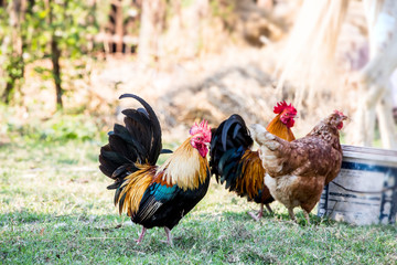 Hens and rooster in a free range farm.